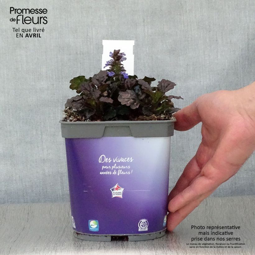 Example of Bugle rampante - Ajuga reptans Black Scallop Pot de 2L/3L as you get in printemps