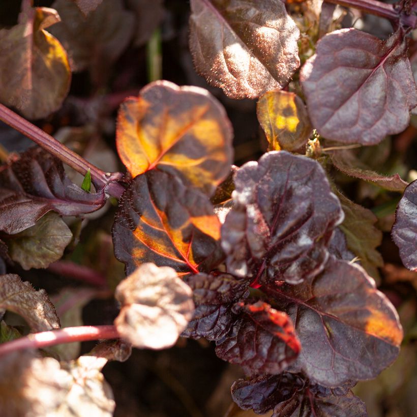 Bugle rampante - Ajuga reptans Black Scallop (Foliage)
