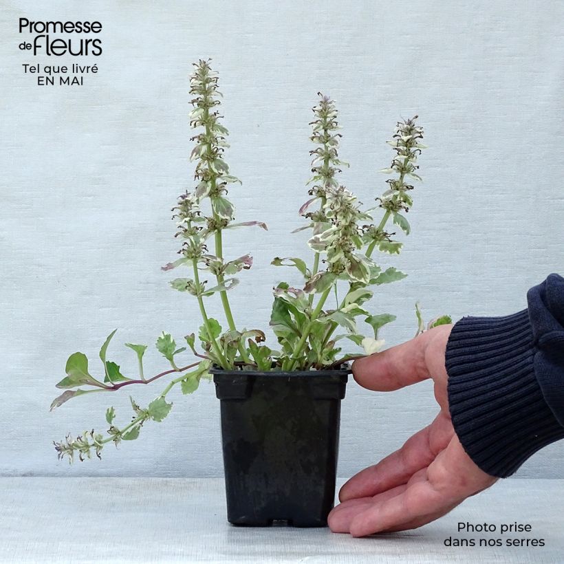 Example of Bugle rampante - Ajuga reptans Burgundy Glow Godet de 7/8 cm as you get in printemps