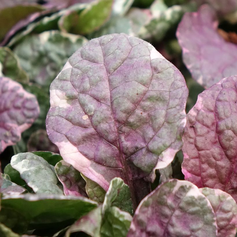 Bugle rampante - Ajuga reptans Burgundy Glow (Flowering)