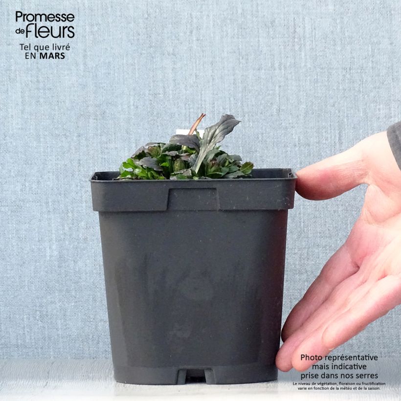 Spécimen de Bugle rampante - Ajuga reptans Pot de 2L/3L tel que livré au printemps