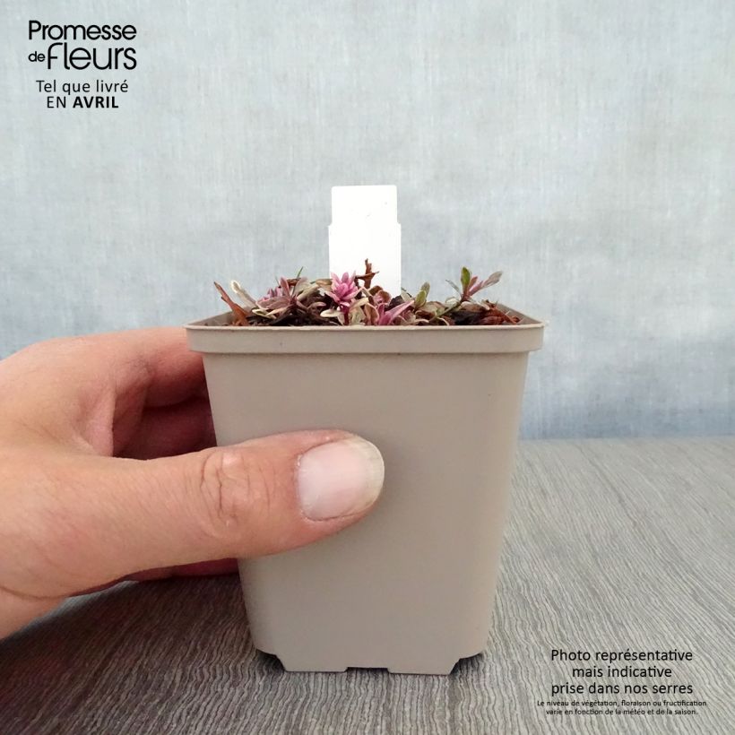 Example of Bugle rampante - Ajuga tenorii Princess Nadia Godet de 8/9 cm as you get in printemps