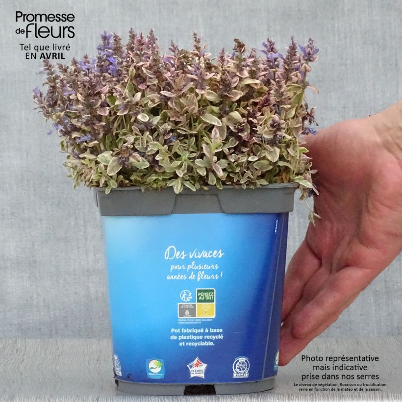 Example of Bugle rampante - Ajuga tenorii Princess Nadia Pot de 1,5L/2L as you get in printemps