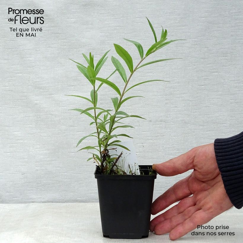 Example of Buglossoides purpurocaerulea - Grémil pourpre bleu Godet de 8/9 cm as you get in printemps