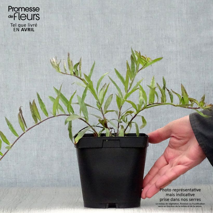 Example of Buglossoides purpurocaerulea - Grémil pourpre bleu Pot de 2L/3L as you get in printemps