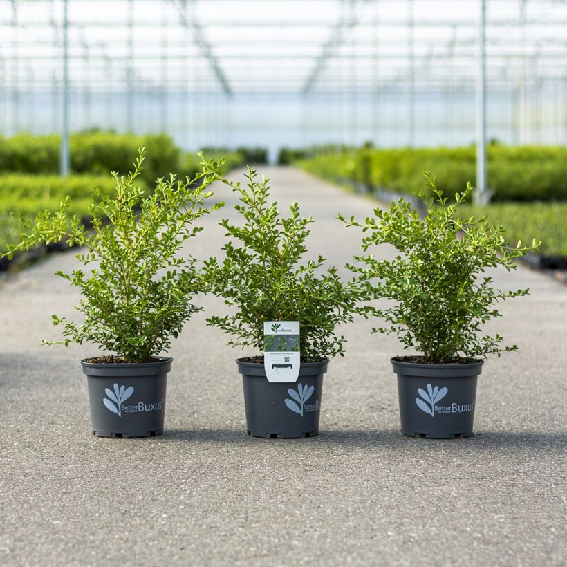 Buis - Buxus Betterbuxus Renaissance (Plant habit)