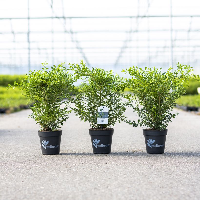 Buis - Buxus Betterbuxus Skylight (Plant habit)