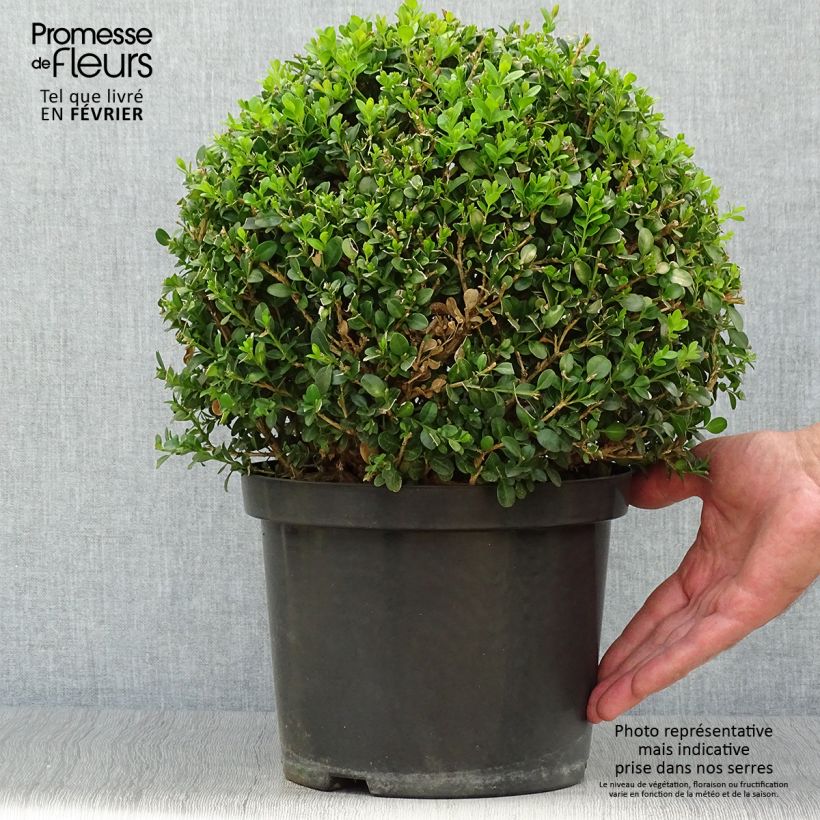 Spécimen de Buis - Buxus microphylla Faulkner  Pot de 7,5L/10L, Boule, Boule de 20/30 cm tel que livré en automne