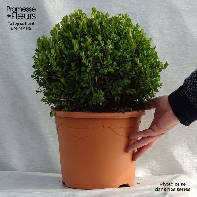 Example of Buis - Buxus microphylla Faulkner  Pot de 7,5L/10L, Boule, Boule de 20/30 cm as you get in printemps