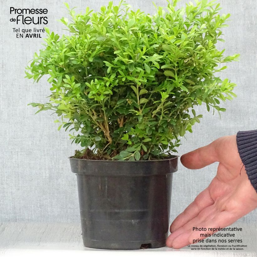 Example of Buis - Buxus microphylla Rococo Pot de 3L/4L as you get in printemps