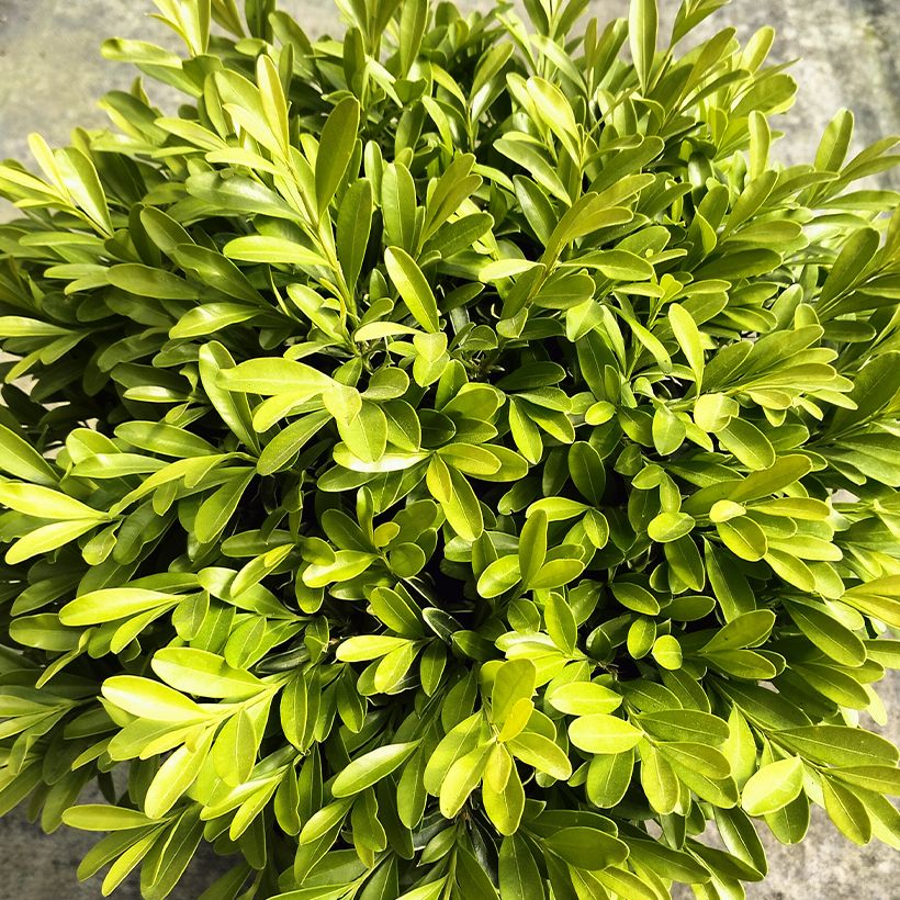 Buis - Buxus sinica var. insularis Mipo (Feuillage)