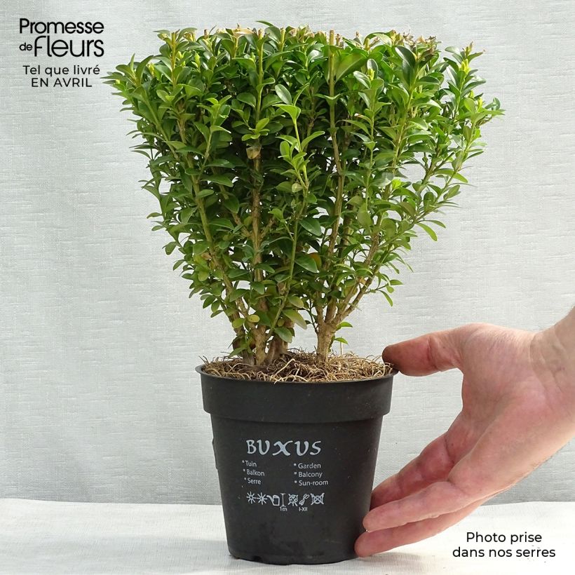 Example of Buis bordure - Buxus sempervirens Pot de 12 cm / 13 cm as you get in printemps