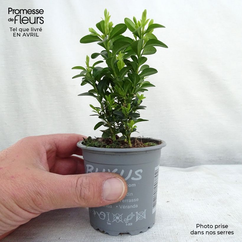 Example of Buis bordure - Buxus sempervirens Godet de 8/9 cm as you get in printemps