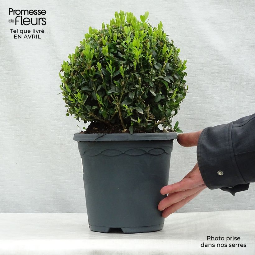 Example of Buis boule - Buxus sempervirens Pot de 2L/3L, Boule as you get in printemps