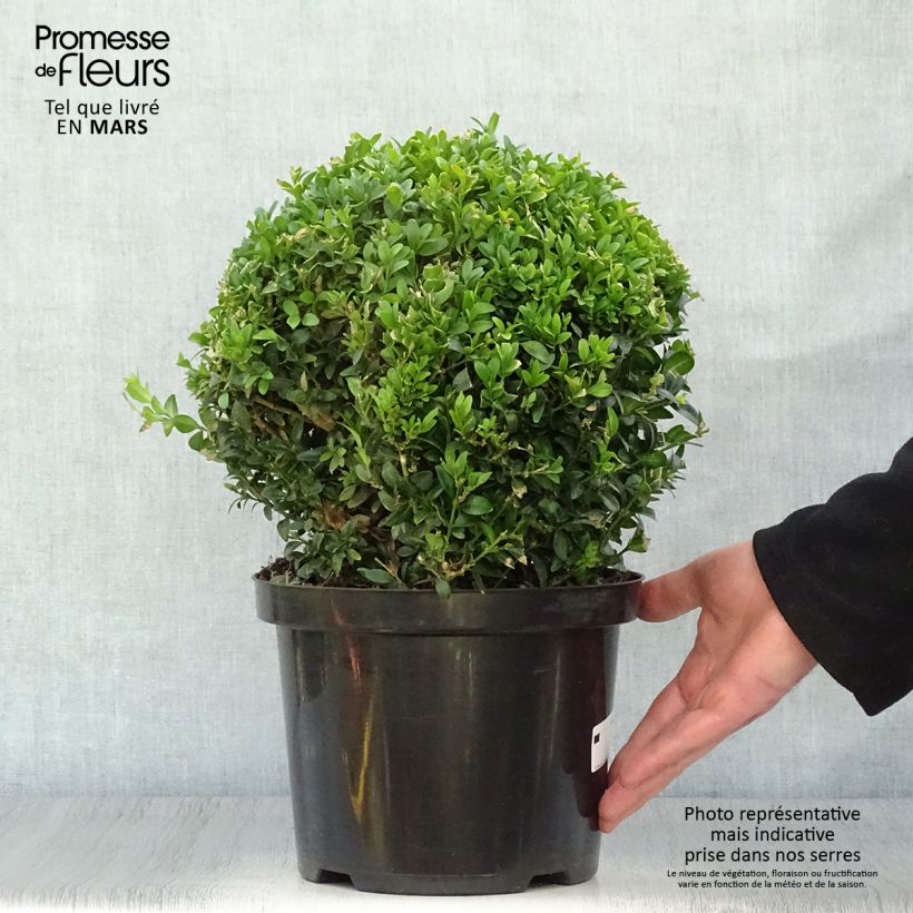 Example of Buis boule - Buxus sempervirens Pot de 4L/5L, Boule as you get in printemps