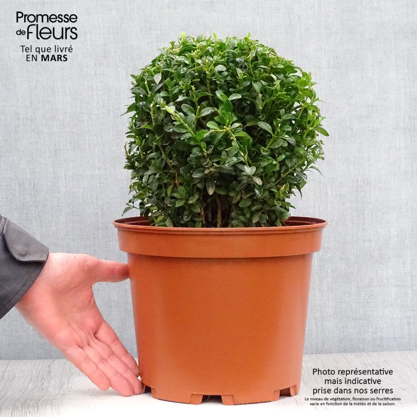 Example of Buis boule - Buxus sempervirens Pot de 7,5L/10L, Boule as you get in printemps