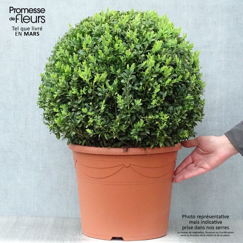 Example of Buis boule - Buxus sempervirens Pot de 20L/25L, Boule as you get in printemps