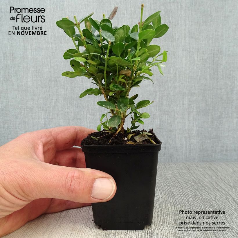 Spécimen de Buis de haie - Buxus sempervirens Suffruticosa en godet Godet de 8/9 cm tel que livré en automne