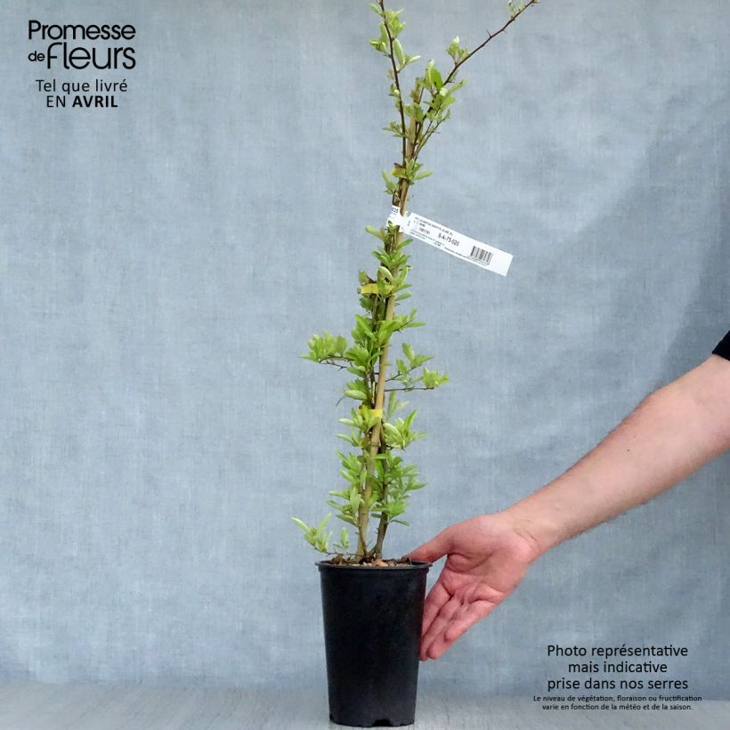 Example of Pyracantha coccinea Saphyr Jaune - Buisson ardent   Pot de 2L/3L as you get in printemps