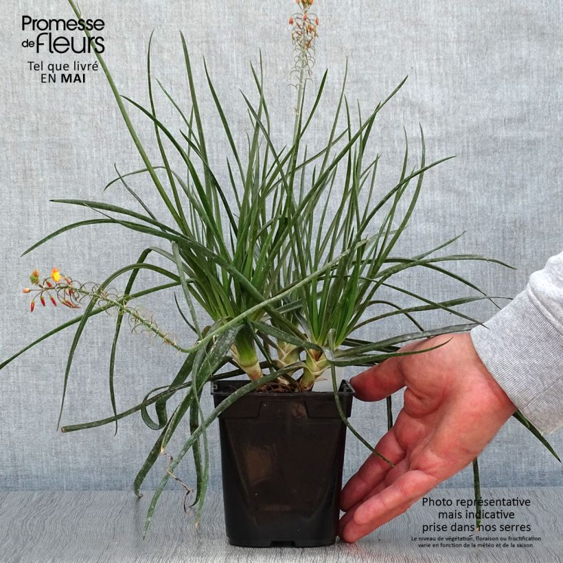 Example of Bulbine frutescens Hallmarck Pot de 1L/1,5L as you get in printemps