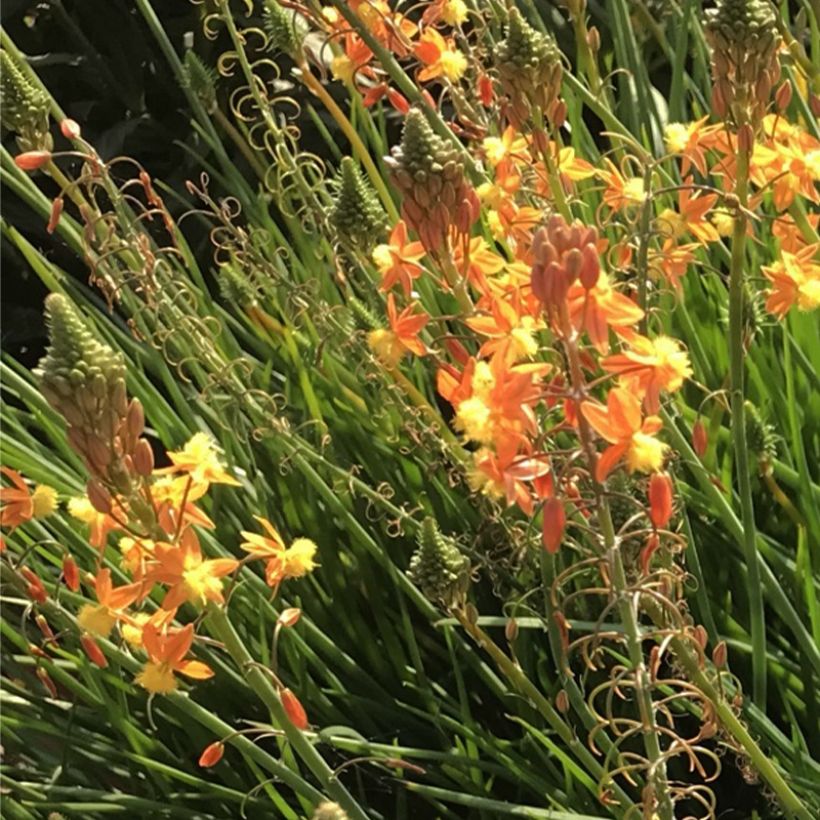 Bulbine frutescens Hallmarck (Flowering)