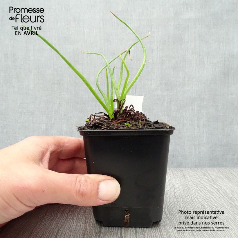 Example of Bulbine frutescens - Bulbine jaune Godet de 8/9 cm as you get in printemps