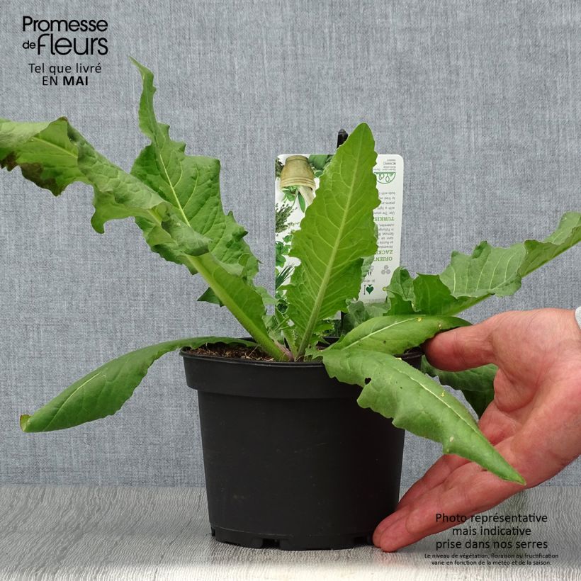 Example of Bunias orientalis - Roquette d’Orient, Bunias d’Orient Pot de 1,5L/2L as you get in printemps