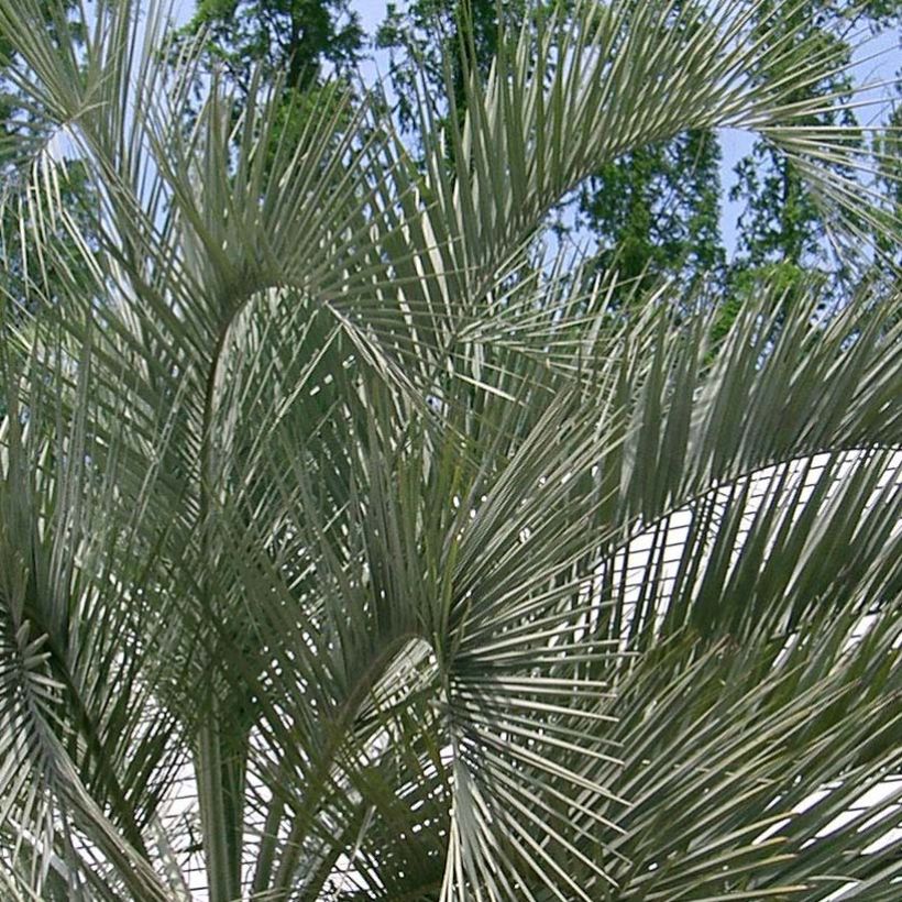 Palmier à vin - Butia capitata (Foliage)