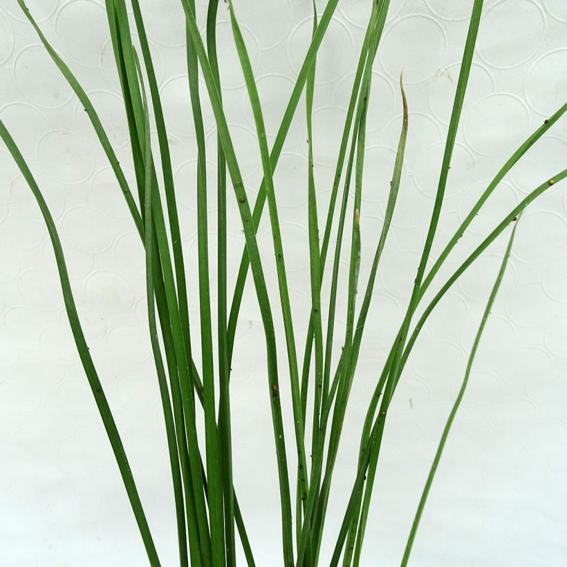 Butomus umbellatus - Jonc fleuri (Foliage)