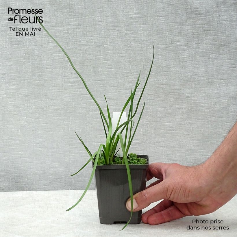 Example of Butomus umbellatus - Jonc fleuri Godet de 8/9 cm as you get in printemps