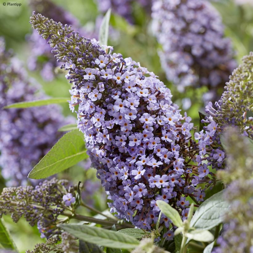 Buddleja davidii Butterfly Candy Lila Sweetheart - Arbre aux papillons nain (Flowering)