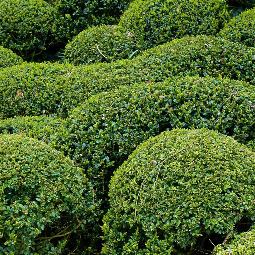 Buis - Buxus microphylla Faulkner  (Plant habit)
