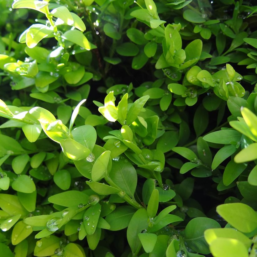 Buxus sempervirens Arborescens - Buis commun (Foliage)