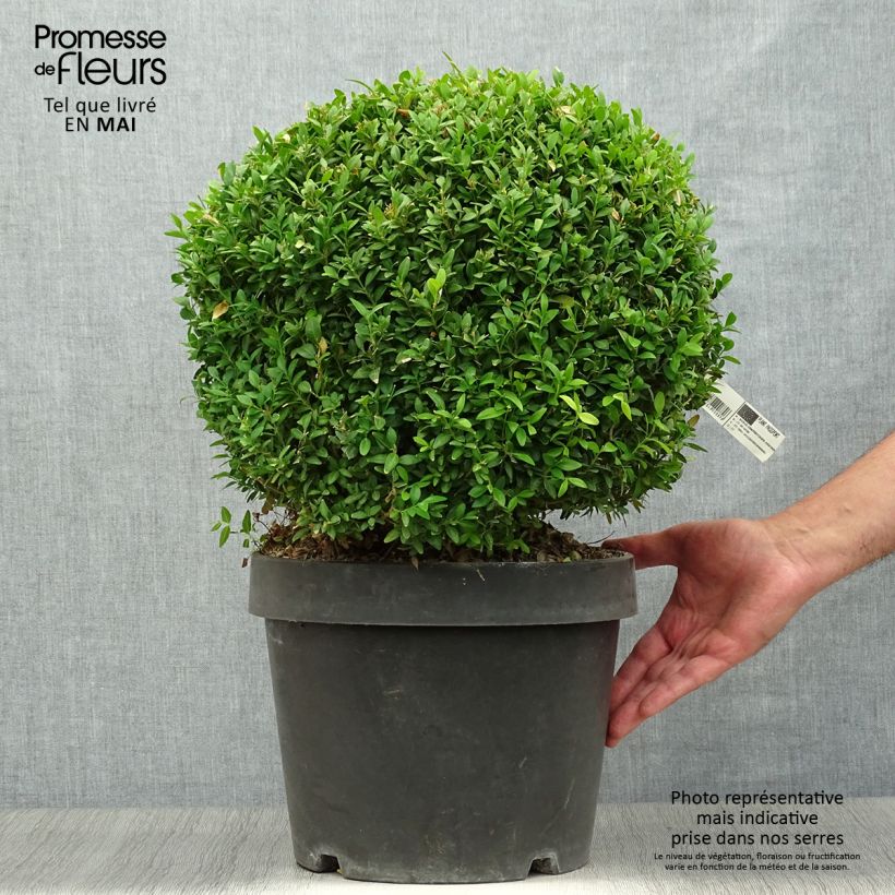 Example of Buxus sempervirens Arborescens - Buis commun Pot de 7,5L/10L, Boule 30/35cm de diamètre as you get in printemps
