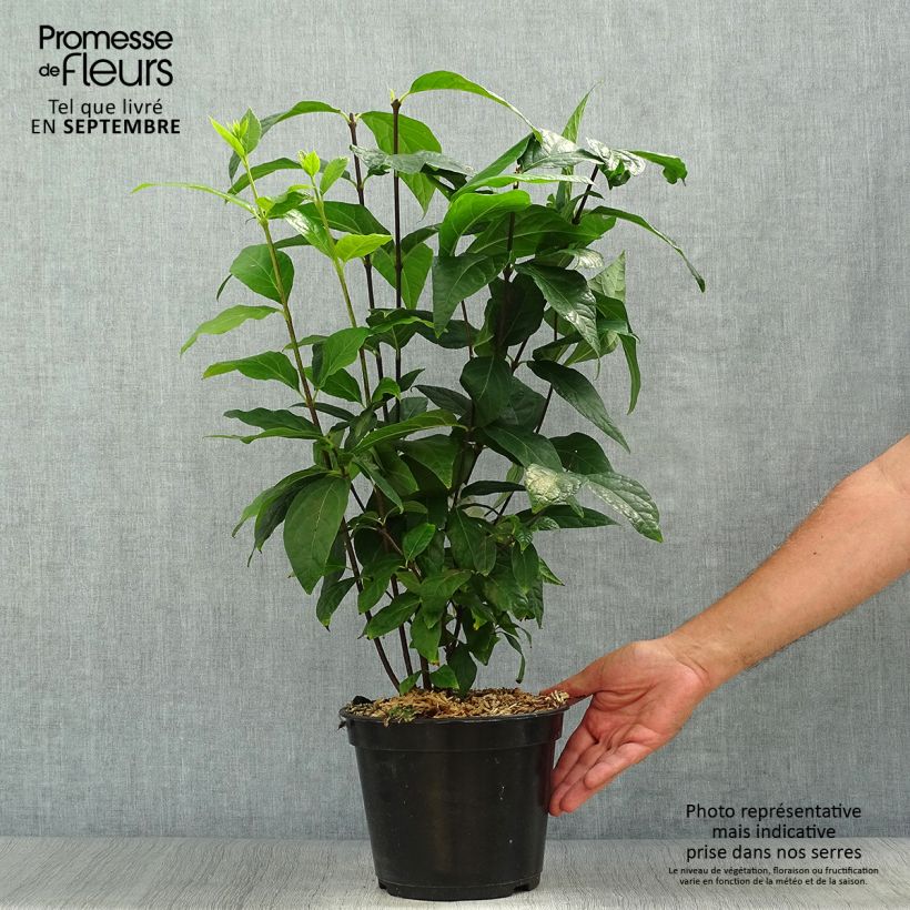Spécimen de Calycanthus Michael Lindsay - Arbre aux anémones Pot de 4L/5L tel que livré en automne