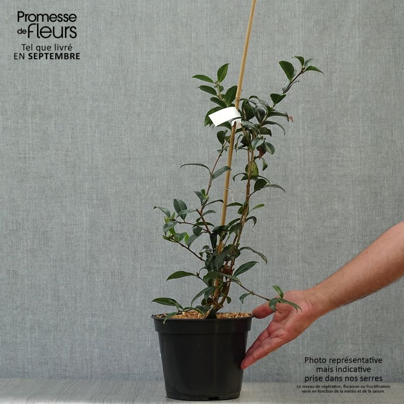 Example of Camélia d'automne Stars'n Stripes - Camellia sasanqua Pot de 4L/5L as you get in automne