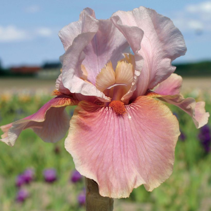 Iris germanica Cameo wine (Flowering)