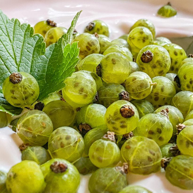 Cassissier Cassissima Green Life (Harvest)