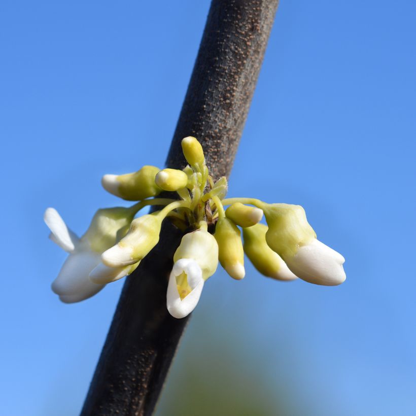 Cercis canadensis Texas White - Gainier du Canada (Flowering)