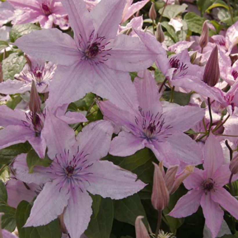 Clématite - Clematis Hagley hybride (Flowering)