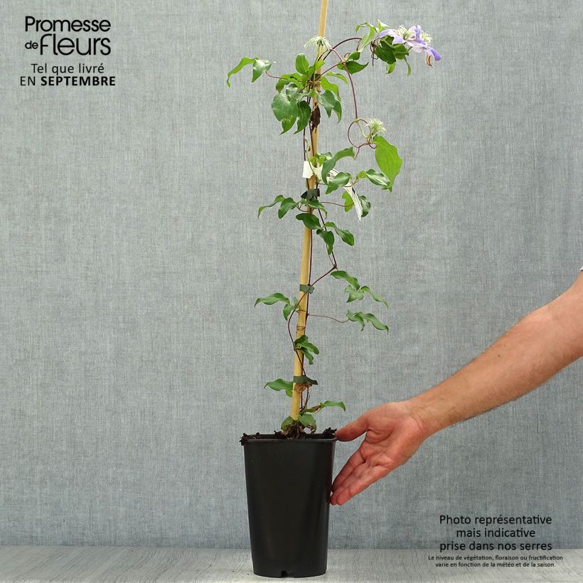 Spécimen de Clématite - Clematis Lasurstern Pot de 1,5L/2L tel que livré en automne