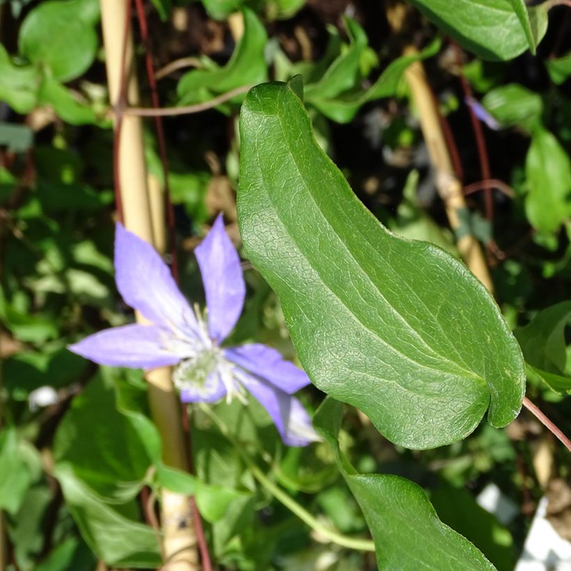 Clématite - Clematis Lasurstern (Foliage)