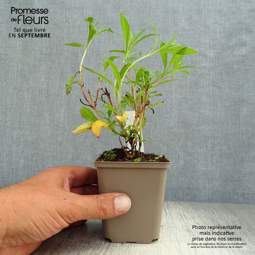 Spécimen de Cosmos atrosanguineus Chocamocha - Cosmos chocolat Godet de 7/8 cm tel que livré en automne