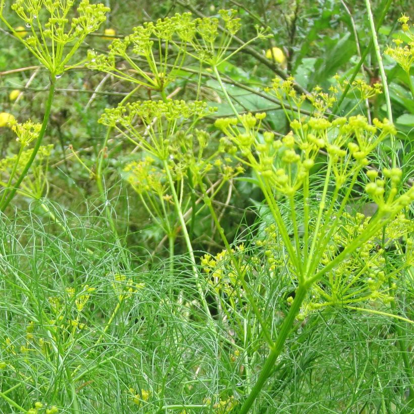 Cachrys alpina - Amarinthe (Floraison)