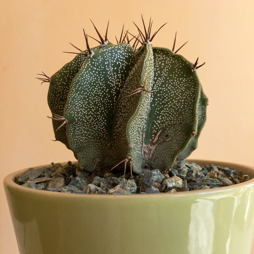 Cactus - Astrophytum ornatum (Foliage)
