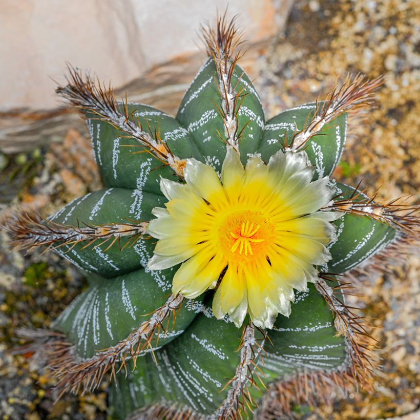 Cactus - Astrophytum ornatum (Flowering)
