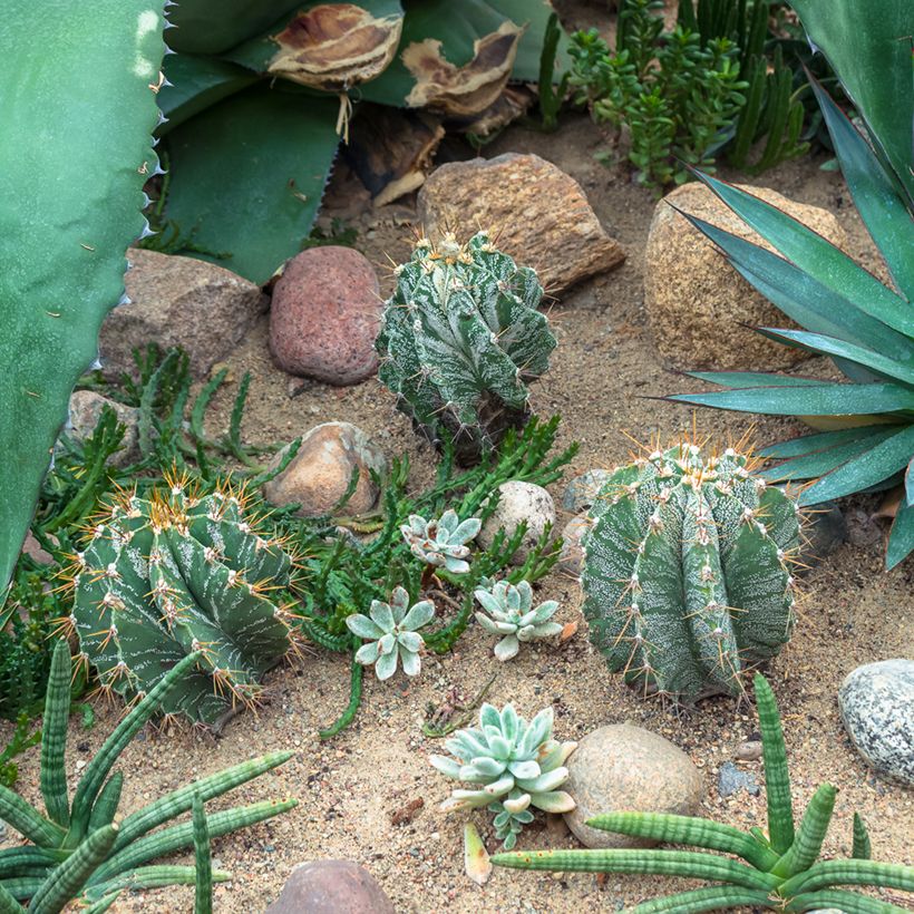 Cactus - Astrophytum ornatum (Plant habit)