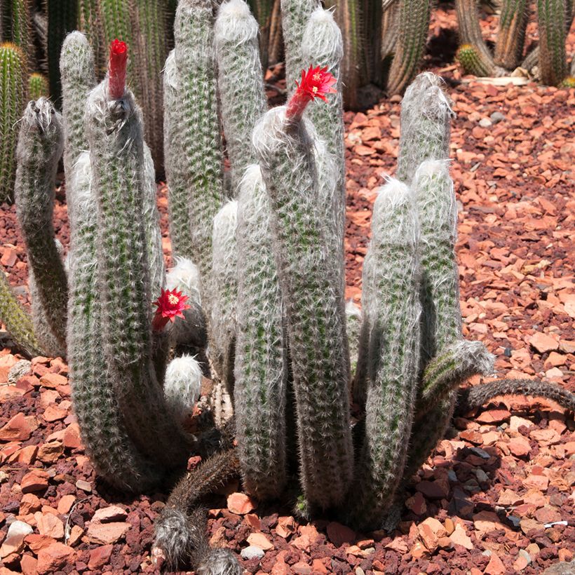 Cactus cierge - Cleistocactus strausii (Plant habit)