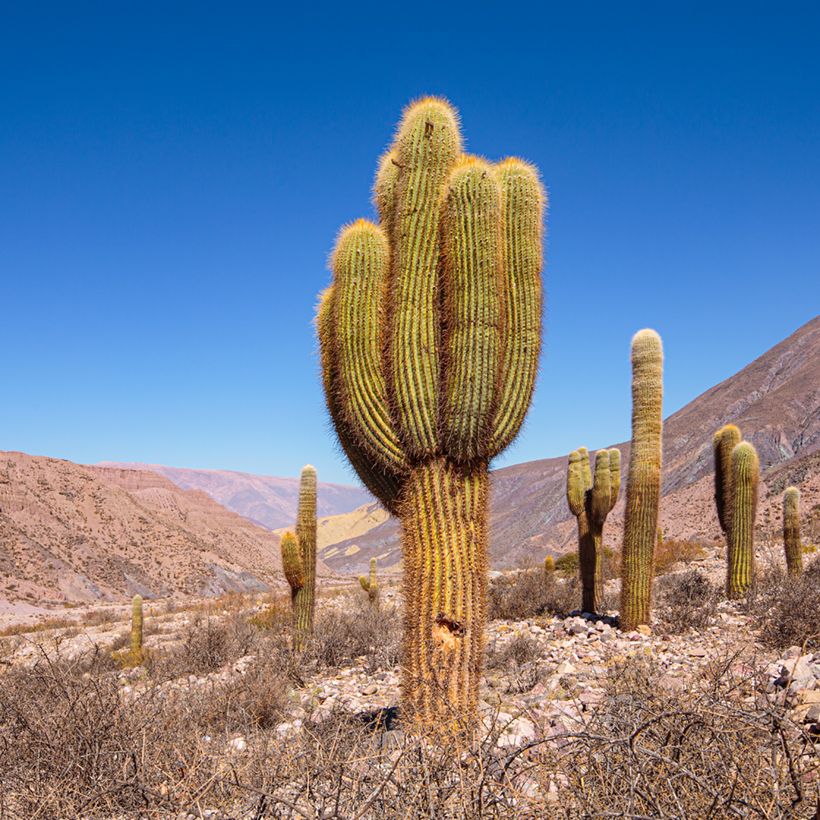Cactus candélabre - Echinopsis pasacana (Plant habit)