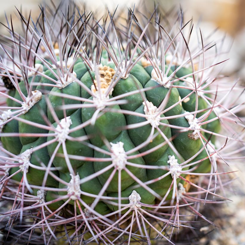 Cactus - Gymnocalycium saglionis (Foliage)
